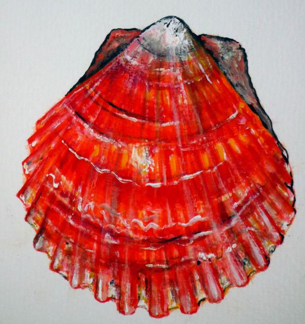 Atlantic Scallop