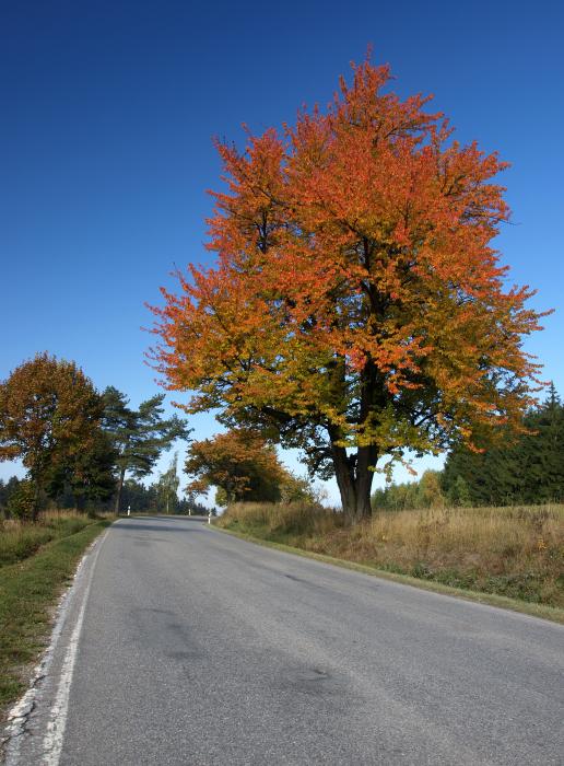 Cherry Tree Autumn