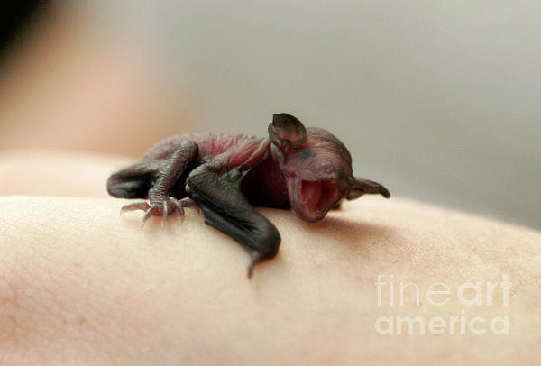 baby-bat-so-hungry-mopics-eu.jpg