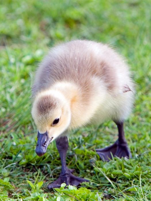 Baby Canada