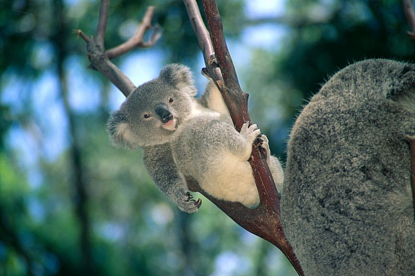 A Baby Koala
