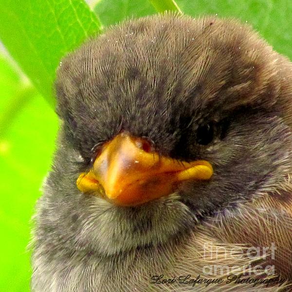 Baby Sparrow Photograph - Baby