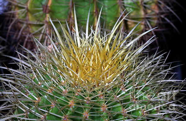 ball cactus