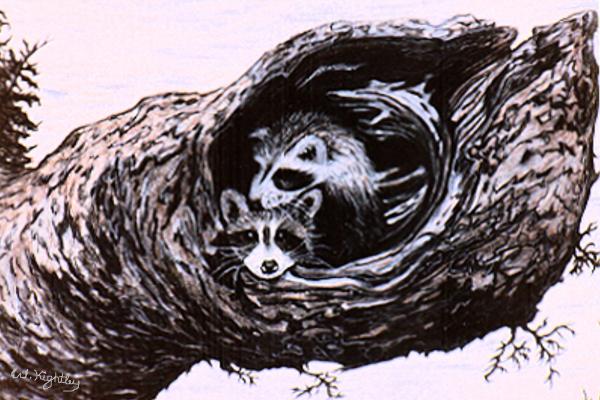 Hollow Tree Drawing