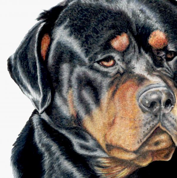 drawing of rottweiler