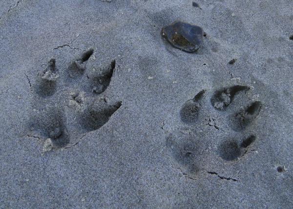 Beach Wolf