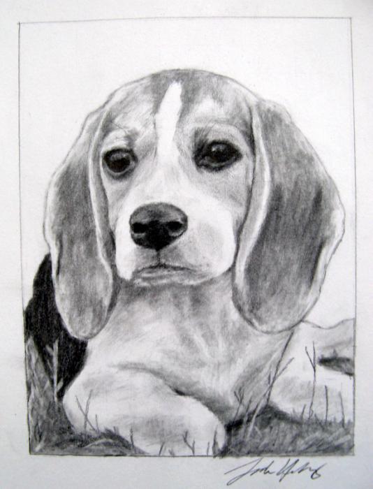 Beagle Puppy Drawing