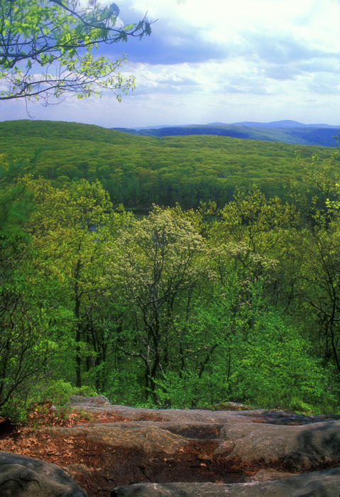 beartown state forest