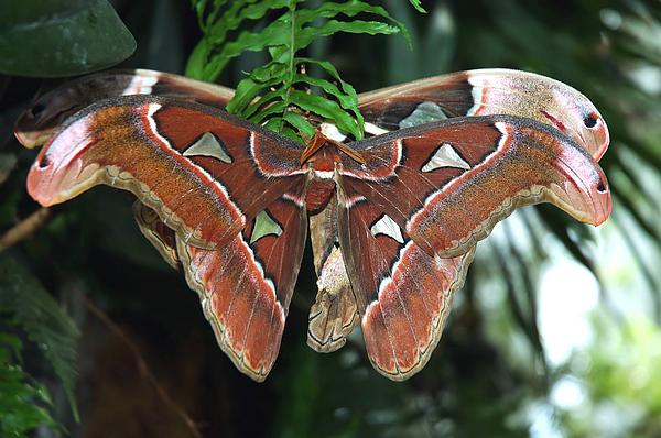 Beautiful Moths