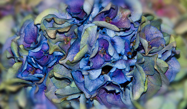 Beauty In A Dying Hydrangea Print by Lisa Moore