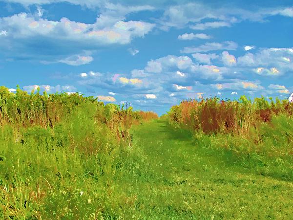 Belle Isle Marsh