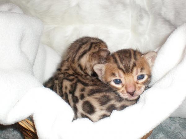 Bengal Babies