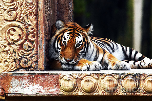 Bengal Jungle Cat