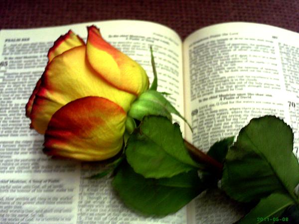 rose bible