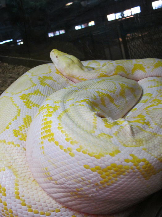 Yellow Big Snake
