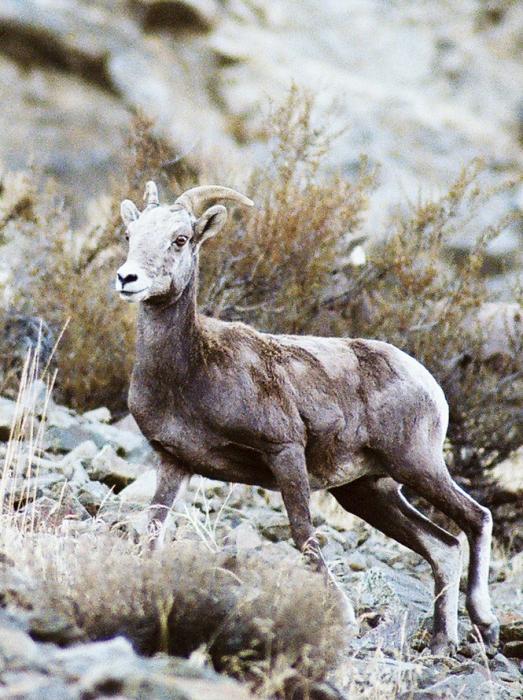 horned ewe