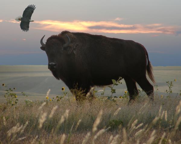 [Image: bison-eagle-collage-stan-hutchins.jpg]