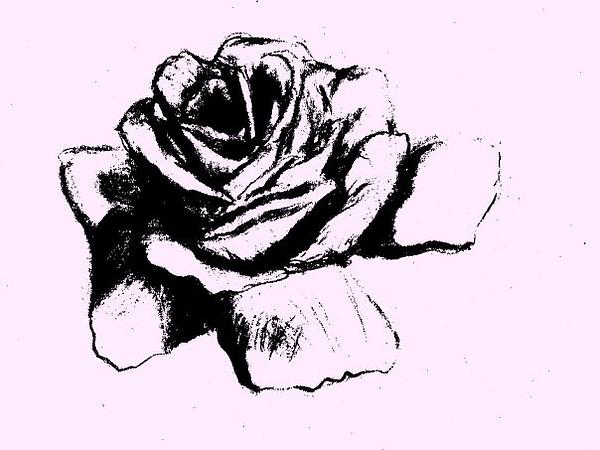 Black and white Rose Drawing