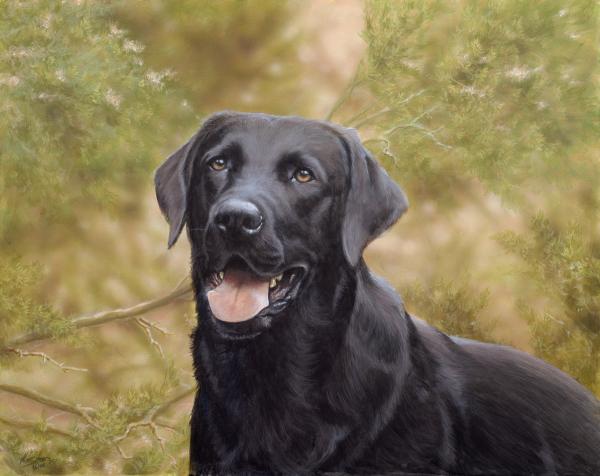 Labrador Portraits