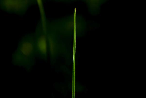 Blade of Grass Photograph by Svetlana Sewell - Blade of Grass Fine ... Blade of Grass Photograph by Svetlana Sewell - Blade of Grass Fine ...