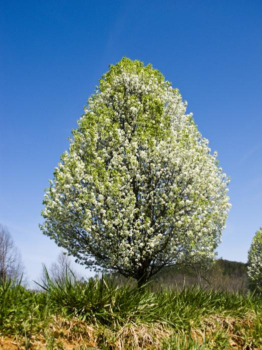 blooming pear tree