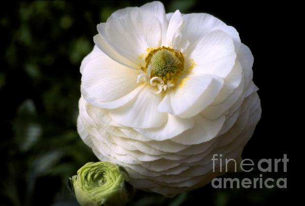 White Blossom Flower