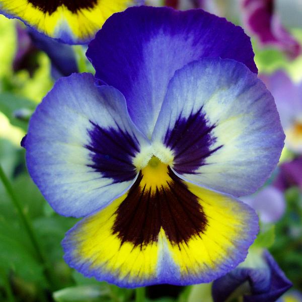 Pictures Of Pansy