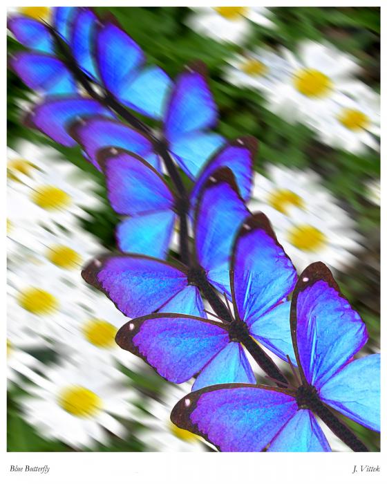 butterfly motion