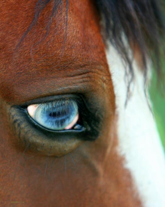 Everyone loves a blue eyed girl Blue-eye-horse-parker