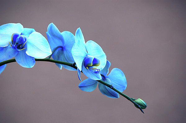 Blue Mystic Orchid