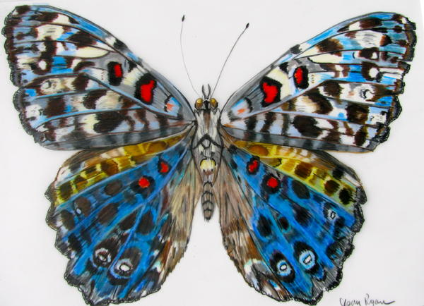 Blue Red Butterfly Drawing