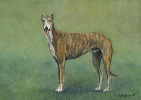 Brindle Greyhound