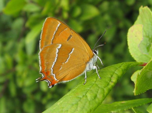 Brown Hairstreak Butterfly