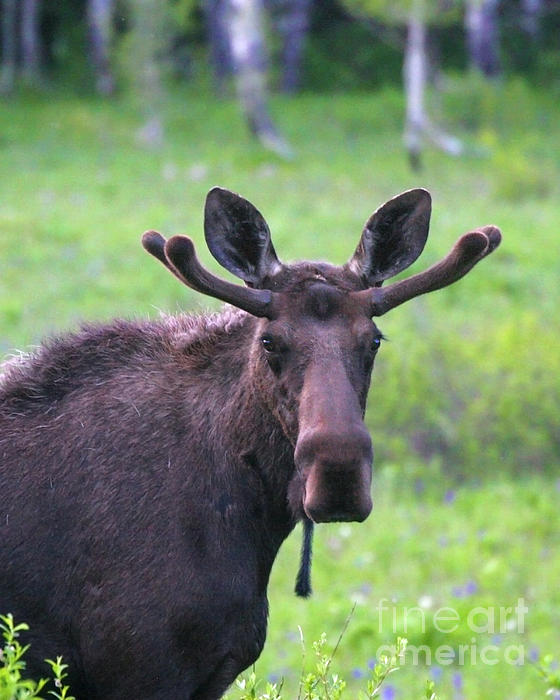 Moose Close Up