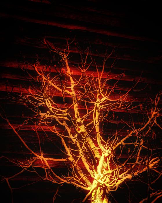 Burning Bush Image