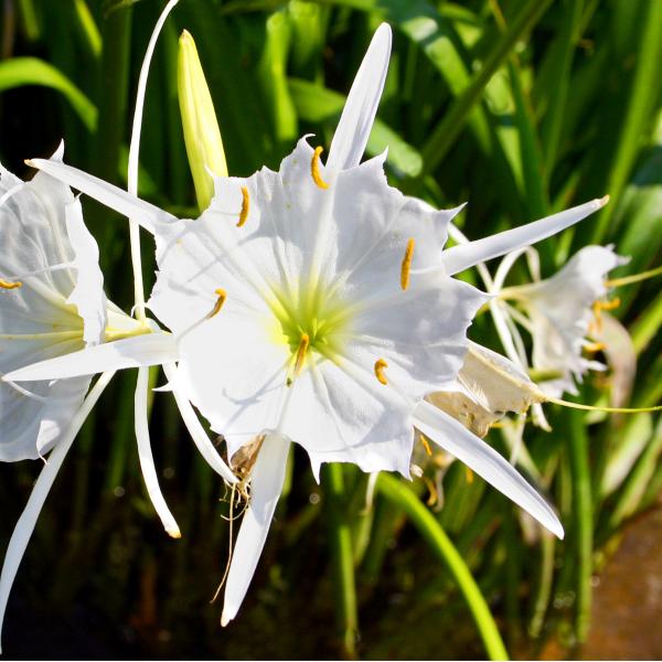 Cahaba Lilies