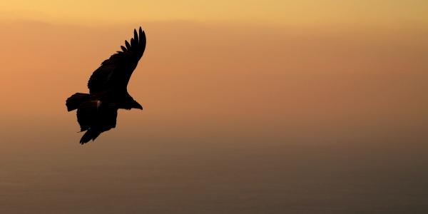 California+condor+flying