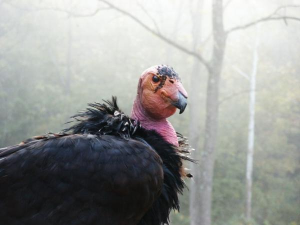 California+condor+endangered