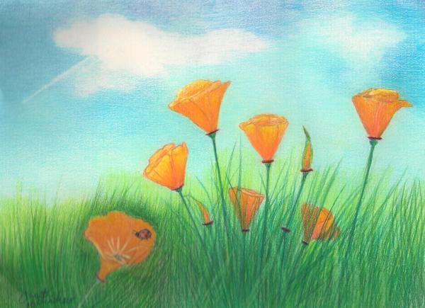 california poppies drawings