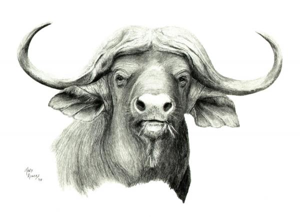 african buffalo drawing