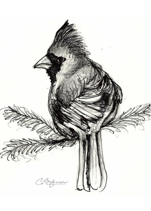 Cardinal Pencil Drawing