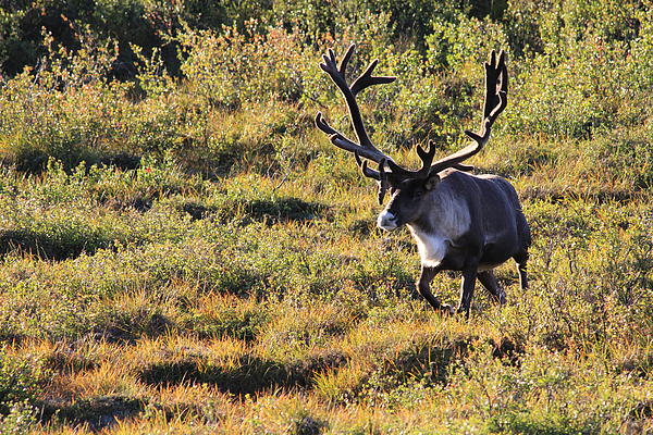 Caribou Running