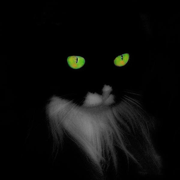 cat eyes gothic and crows art photography