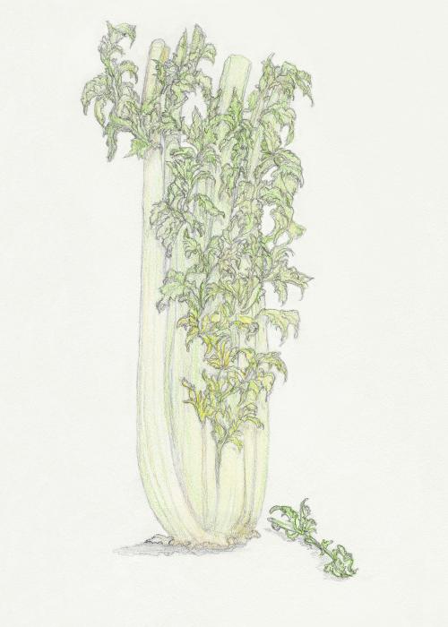 Drawing Of Celery