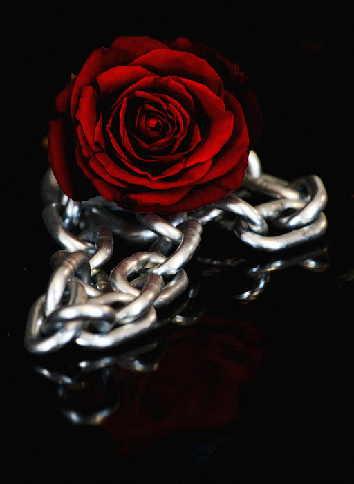 chained-dark-red-rose-robin-lynne-schwind.jpg