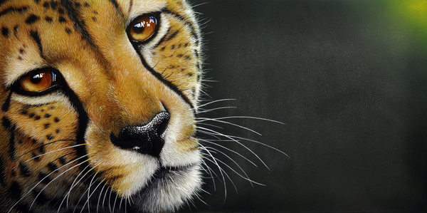 Cheetah Painting  - Cheetah Fine Art Print