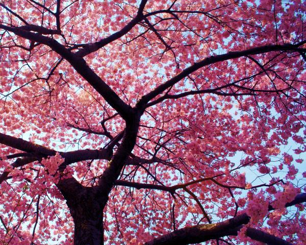 Japanese Cherry Blossom Tree