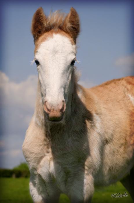 Blagdon Gypsy Horse