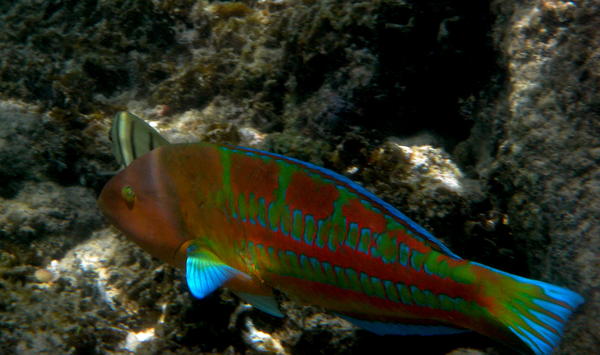 Hawaiian Wrasse