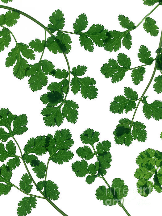 cilantro leaves